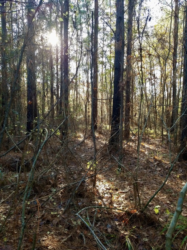 Image Alt