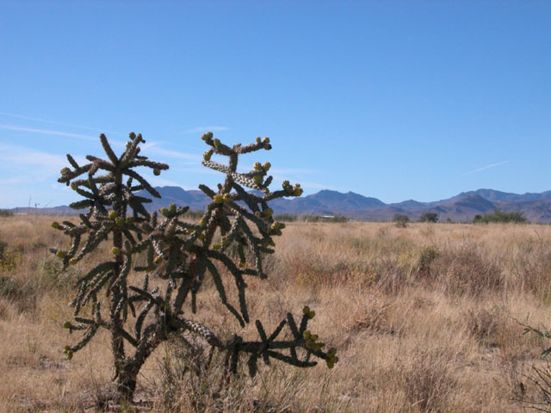 Image Alt