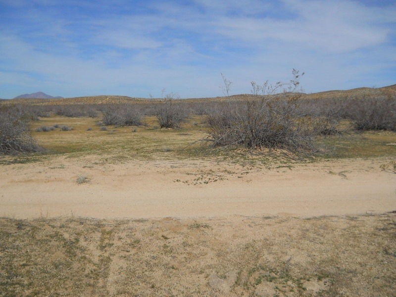 Image Alt